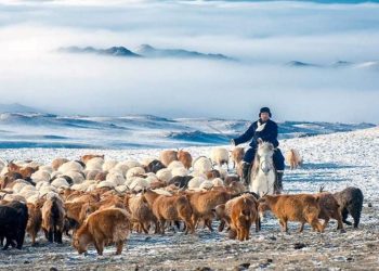 Улсын аварга малчин, саальчин, фермер, тариаланчдыг тодрууллаа