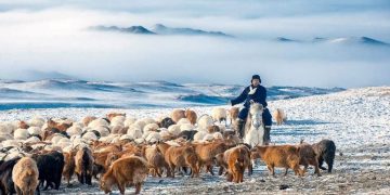 Улсын аварга малчин, саальчин, фермер, тариаланчдыг тодрууллаа