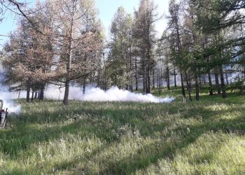 Нийслэлийн ногоон бүсэд зорчихыг хориглолоо