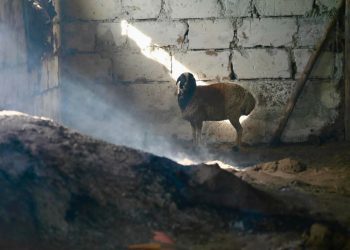 Хэнтийн Баян-Овоо суманд 7 гэр, 300 мал түймэрт өртжээ