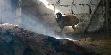 Хэнтийн Баян-Овоо суманд 7 гэр, 300 мал түймэрт өртжээ