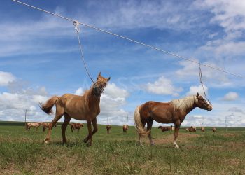 Хоёр настай хүүхэд моринд өшиглүүлж толгойдоо гэмтэл авчээ