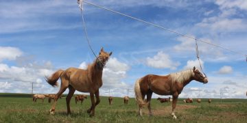 Хоёр настай хүүхэд моринд өшиглүүлж толгойдоо гэмтэл авчээ