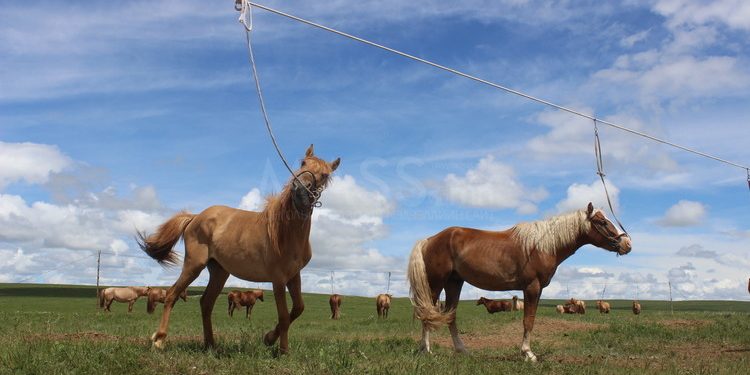 Хоёр настай хүүхэд моринд өшиглүүлж толгойдоо гэмтэл авчээ