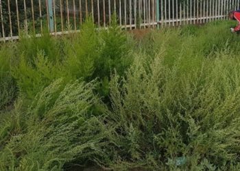 Лууль, шарилжийн тоосоо гөвөх хугацааг тооцоолжээ