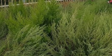 Лууль, шарилжийн тоосоо гөвөх хугацааг тооцоолжээ