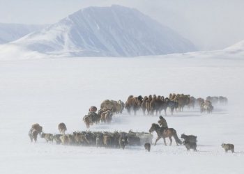 УОК: 2025-2026 оны өвөлжилт, хаваржилт хүндрэх эрсдэлтэй байна