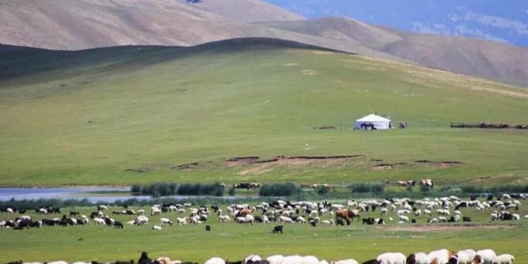 Хуулийн заалт: Малчны нэг хүүхдийг ХААИС-д үнэгүй сургана