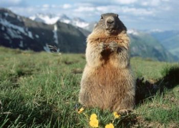 Тарваган тахал туссан 24 настай өвчтөн нас баржээ