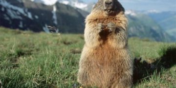 Тарваган тахал туссан 24 настай өвчтөн нас баржээ