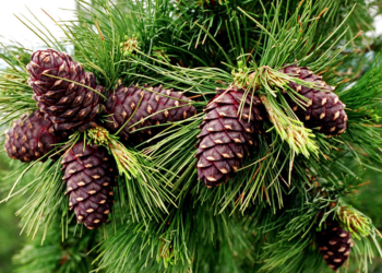 Хуш модны самар бэлтгэх хэмжээг тогтоолоо