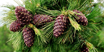 Хуш модны самар бэлтгэх хэмжээг тогтоолоо