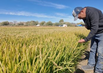 Монголчууд Монголдоо тарьсан цагаан будаа иддэг болно