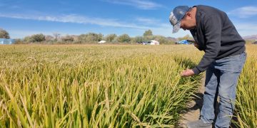 Монголчууд Монголдоо тарьсан цагаан будаа иддэг болно