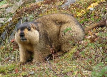 Хөвсгөлийн Цагаан Уул суманд тарваган тахлаар хүн өвчилж хөл хорио тогтоолоо