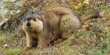 Хөвсгөлийн Цагаан Уул суманд тарваган тахлаар хүн өвчилж хөл хорио тогтоолоо