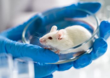 Стэнфордын эрдэмтэд хулганы аутизмын шинж тэмдгийг амжилттай арилгажээ