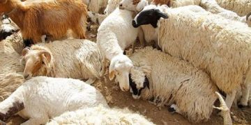 Монголоос Кувейт рүү амьд хонь, ямаа экспортлох боломжтой боллоо