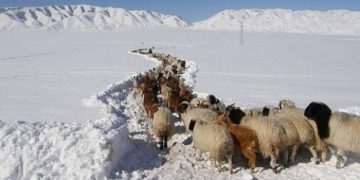 Баян-Өлгий, Увс, Ховдын ихэнх нутгаар зудын эрсдэл өндөр байна