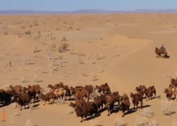 Тэмээн жингийн аяны тухай 7 ангит баримтат кино бүтээжээ