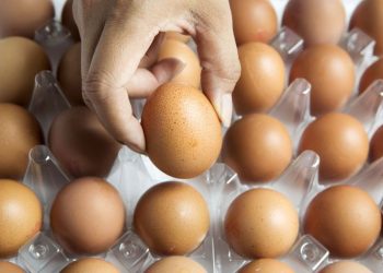 Бусдын дардсыг ашиглаж хуурамчаар өндөг борлуулсан ААН-ийг торголоо