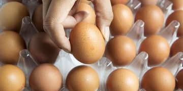 Бусдын дардсыг ашиглаж хуурамчаар өндөг борлуулсан ААН-ийг торголоо