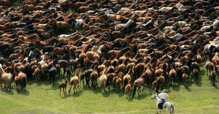 10 мянган морьтон парад 07 дугаар сарын 11-нд болно