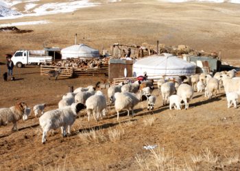 Малчдад тэжээлийн ургамал тариалах болон өвөлжөө, хаваржааны зориулалтаар газар үнэгүй эзэмшүүлнэ
