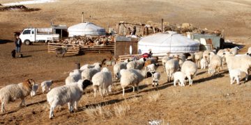 Малчдад тэжээлийн ургамал тариалах болон өвөлжөө, хаваржааны зориулалтаар газар үнэгүй эзэмшүүлнэ