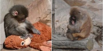 Эхдээ гологдсон нярай сармагчин шинэ ээжтэй болжээ