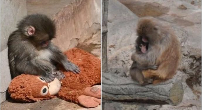 Эхдээ гологдсон нярай сармагчин шинэ ээжтэй болжээ