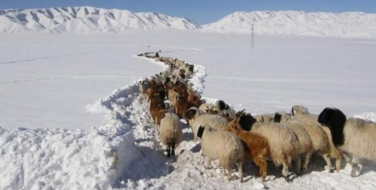 Гамшигт амь насаа алдсан малчны ар гэрт буцалтгүй тусламж олгоно