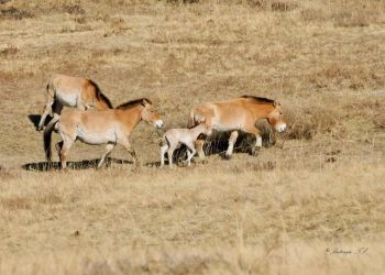 Хустайн нуруунд тахийн энэ жилийн анхны төл мэндэлжээ