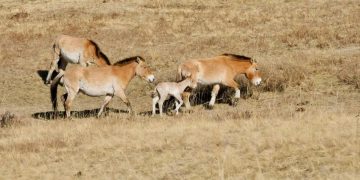 Хустайн нуруунд тахийн энэ жилийн анхны төл мэндэлжээ