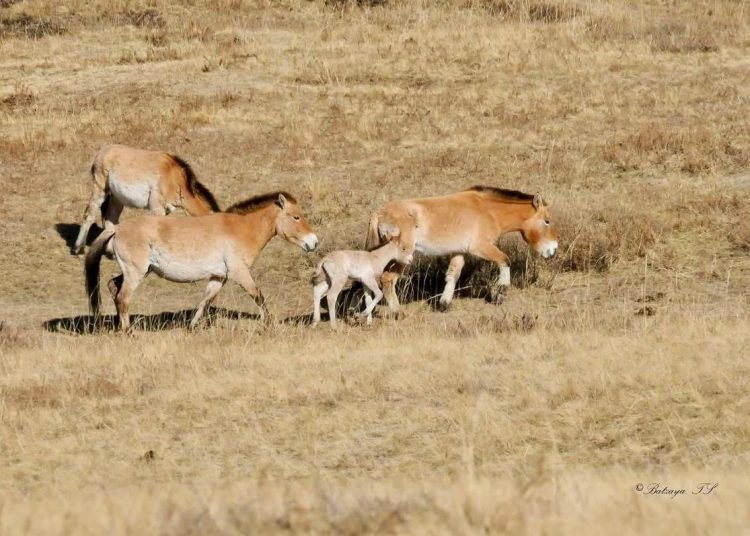 Хустайн нуруунд тахийн энэ жилийн анхны төл мэндэлжээ