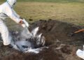 Увс аймгийн Тэс суманд боом өвчин хүнд халдварлав