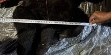 Хүрэн баавгайн бамбарууш болон халиун бугыг хууль бусаар агнасан үйлдлийг илрүүлжээ