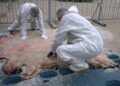 Анхан шатны боловсруулалт хийсэн 800 шир борлуулжээ