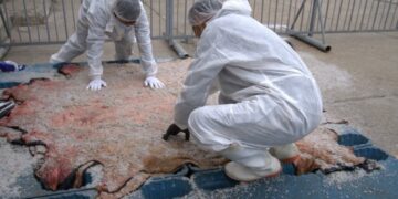 Анхан шатны боловсруулалт хийсэн 800 шир борлуулжээ