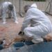 Анхан шатны боловсруулалт хийсэн 800 шир борлуулжээ