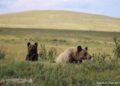 Эх баавгайг 3 бамбаруушийн хамт суурьшлын бүсээс гаргав