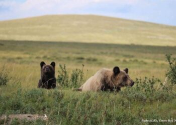 Эх баавгайг 3 бамбаруушийн хамт суурьшлын бүсээс гаргав