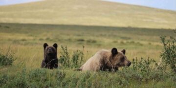 Эх баавгайг 3 бамбаруушийн хамт суурьшлын бүсээс гаргав