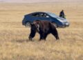 Баавгай унтуулах буу авах төсвийг Засгийн газрын нөөц хөрөнгөөс гаргана