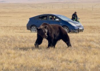Баавгай унтуулах буу авах төсвийг Засгийн газрын нөөц хөрөнгөөс гаргана