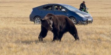 Баавгай унтуулах буу авах төсвийг Засгийн газрын нөөц хөрөнгөөс гаргана