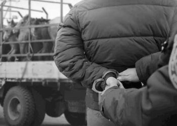 Мал хулгайлах гэмт хэрэг өмнөх оноос 69.7 хувиар өслөө