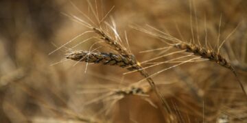 Газар тариалангийн бүс нутгаар цочир хүйтэрнэ